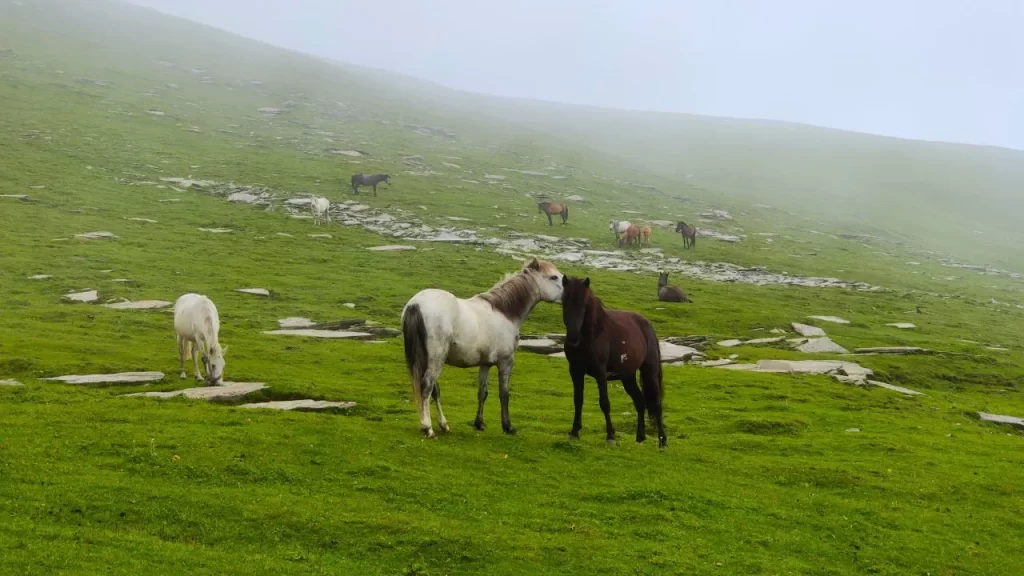 Horse In Chanshal