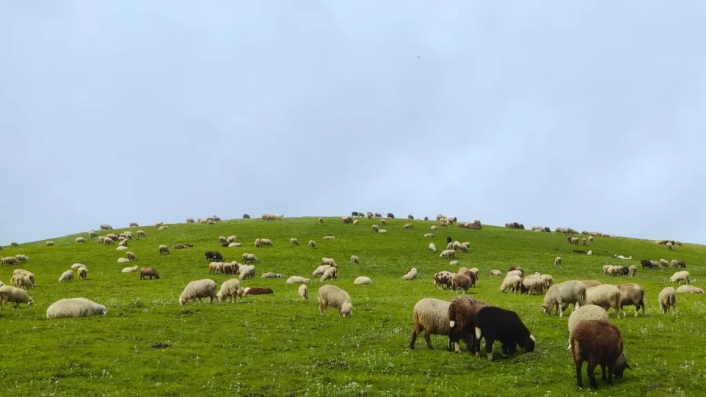 Sheep's In Chanshal