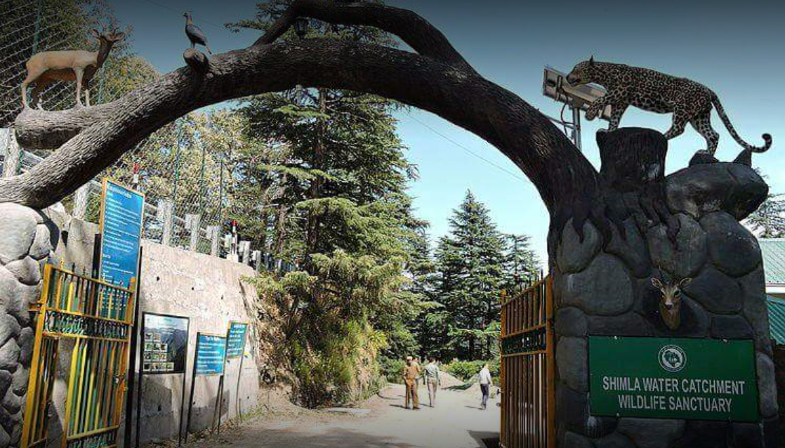 Shimla Water Catchment Wildlife Sanctuary-Real Himachal