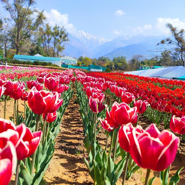 Tulip Garden, Palampur Himachal Pradesh
