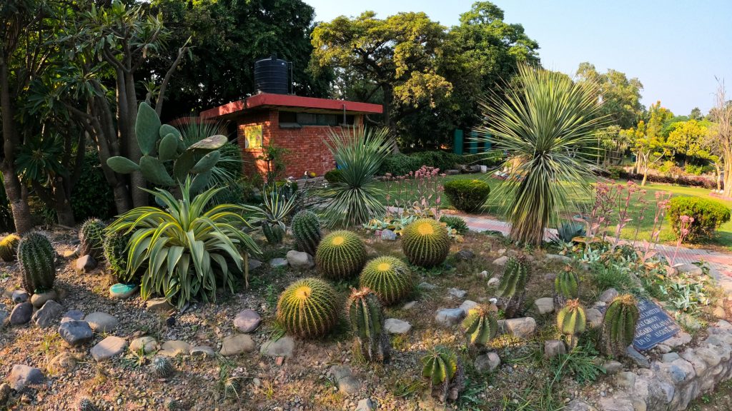 Sarkaria Cactus Garden