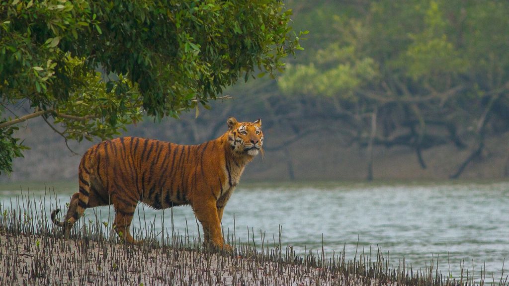 Thе Sundarbans