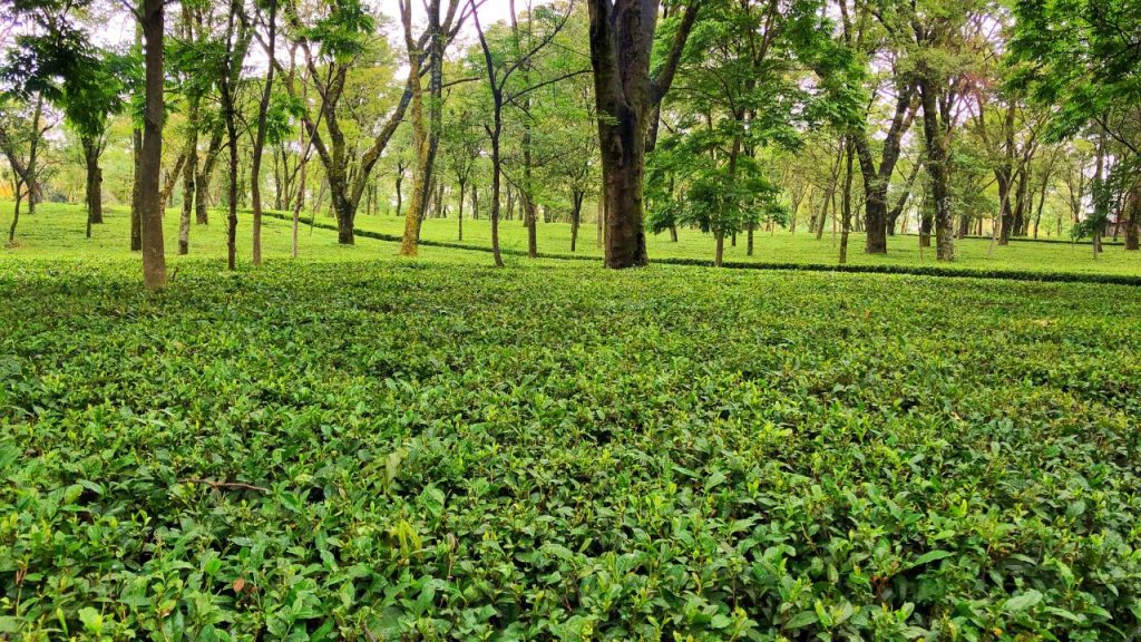 Palampur