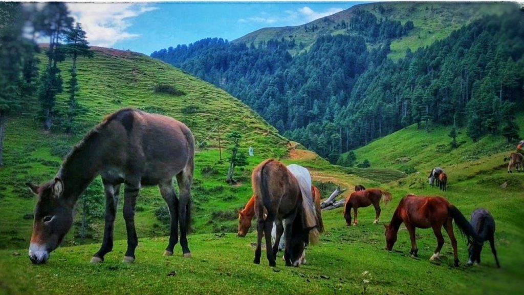 Dudu Basantgarh – Hidden Paradise