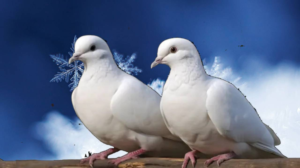 Immortal Pigeons